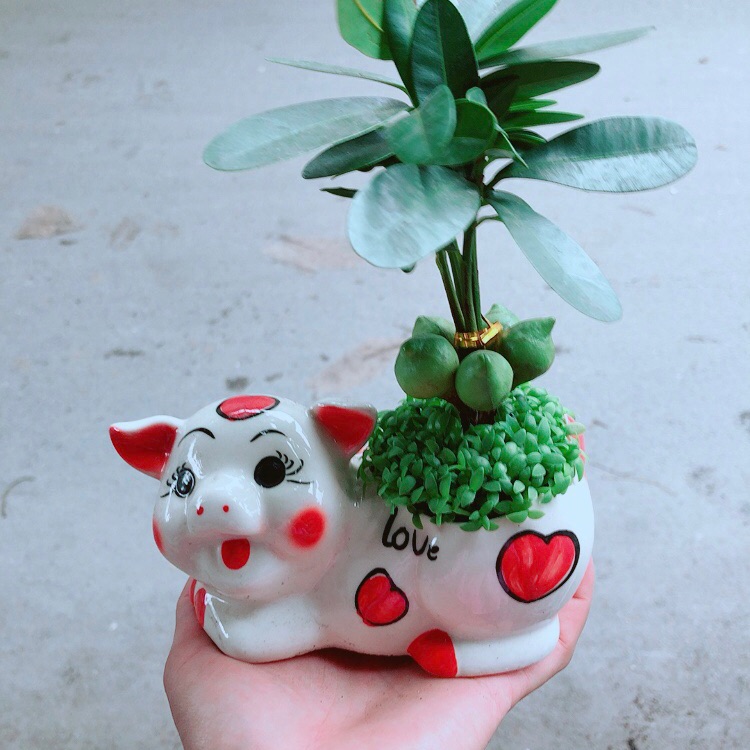 Chậu heo may mắn