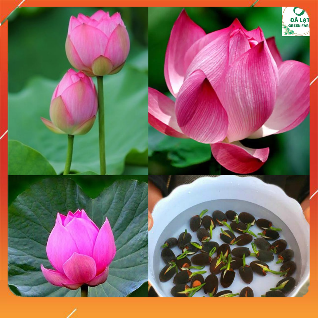 15h_hạt giống hoa sen ta, sen hồng