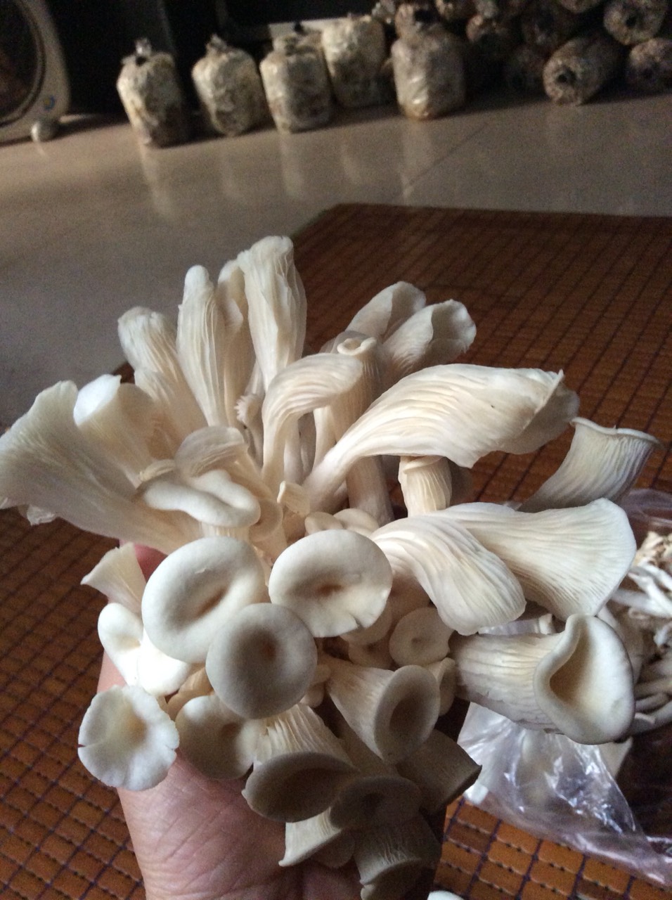 combo 10 phôi nấm bào ngư