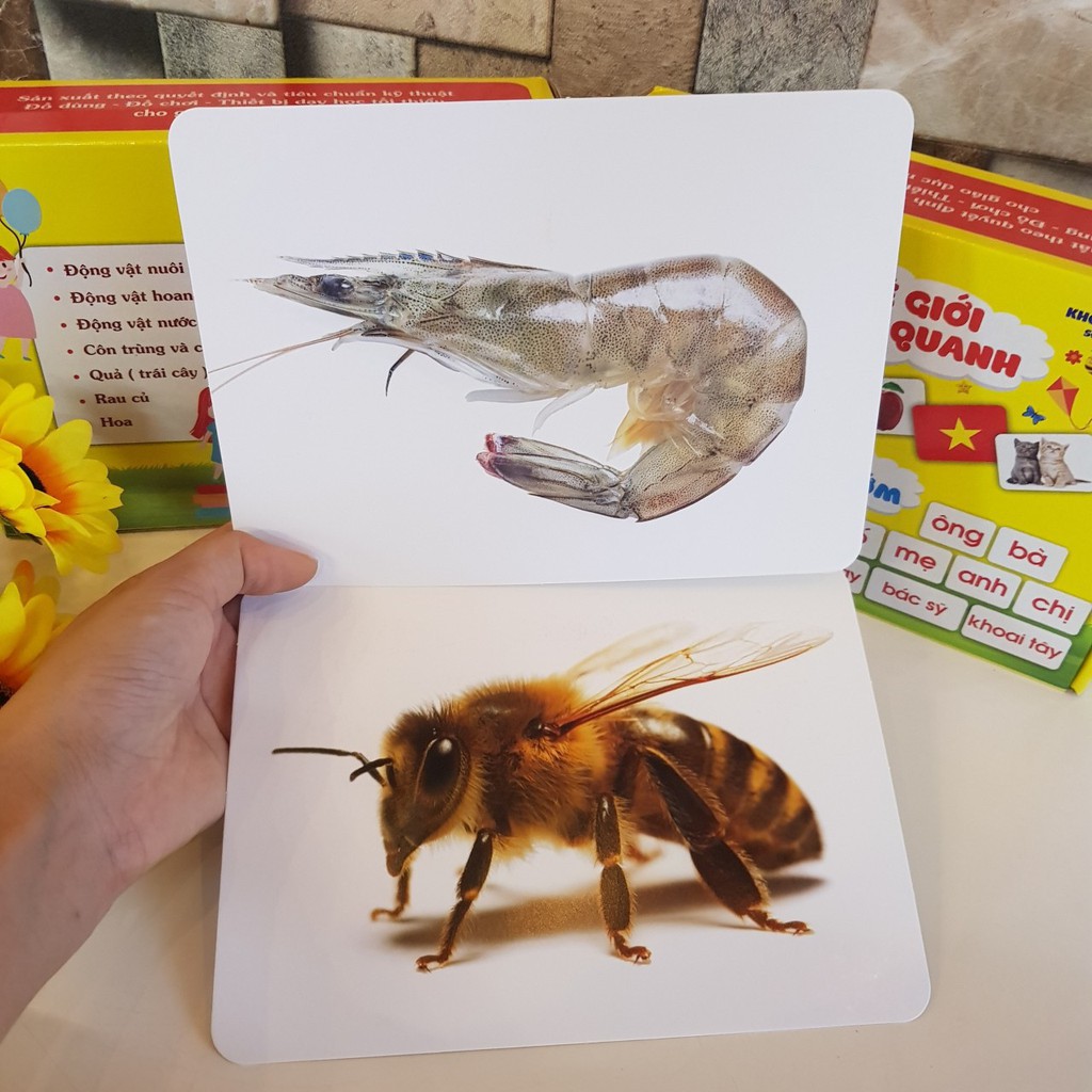 Bộ thẻ học thông minh flashcard loại to cho bé theo phương pháp glenn doman trangkids