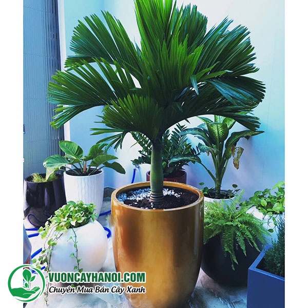 Cây cau lùn vừa làm cảnh vừa thu trái