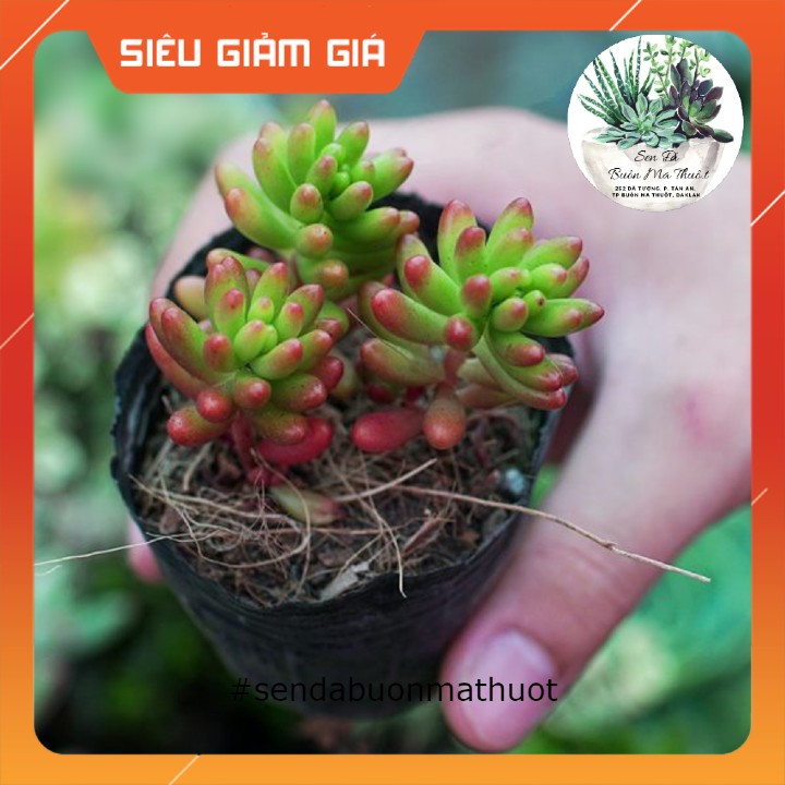 Sen đá thạch ngọc mỹ lá ngắn ❤️[siêu đẹp]❤️ - Sen đá Buôn Ma Thuột - BMT Garden☀️ lỗi 1 đổi 1☀️