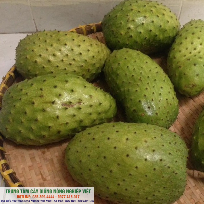 Cây giống mãng cầu xiêm Thái siêu sớm