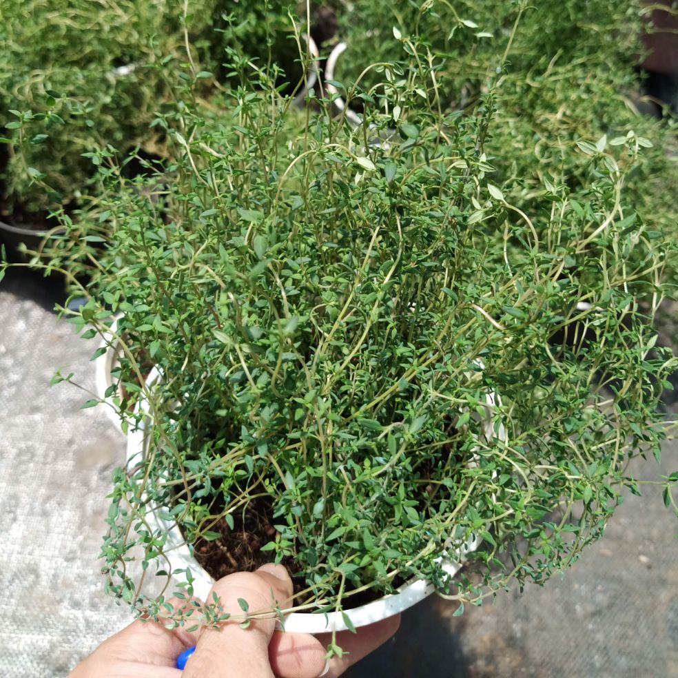 Cỏ xạ hương Thyme - chậu lớn