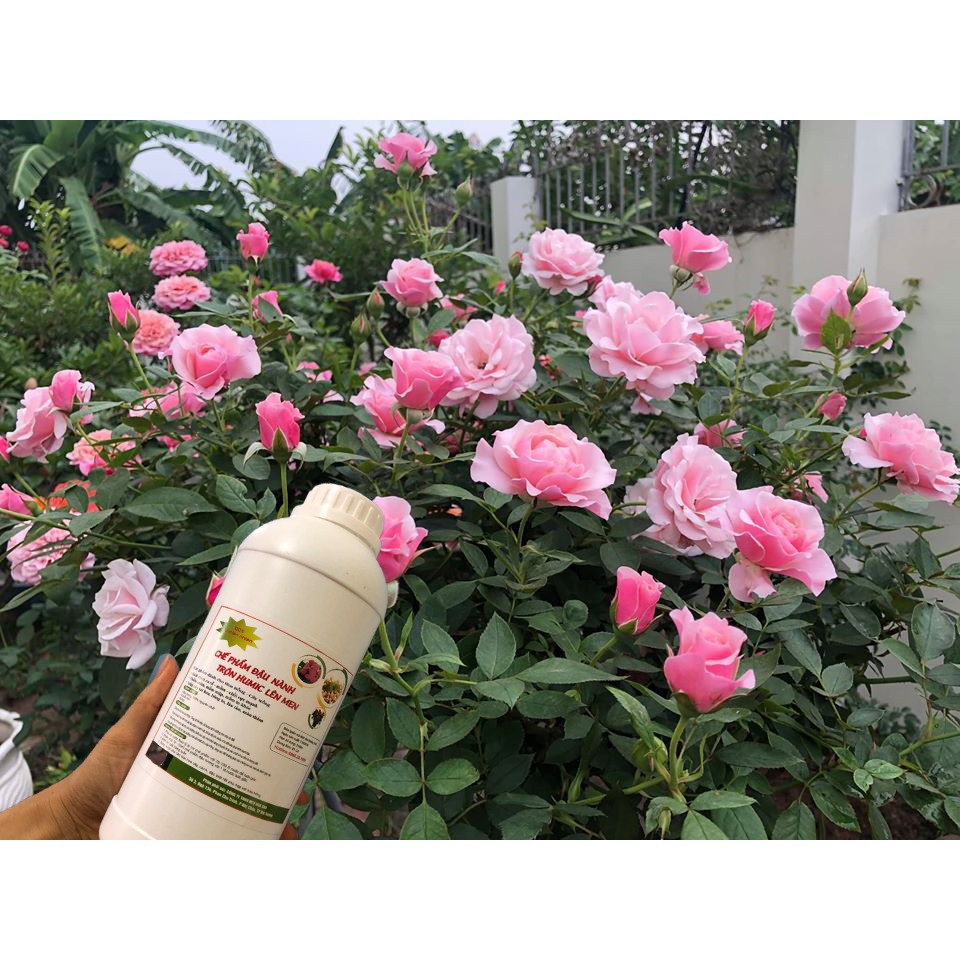 Chế phẩm đậu tương ủ Humic, chuối, trứng lên men