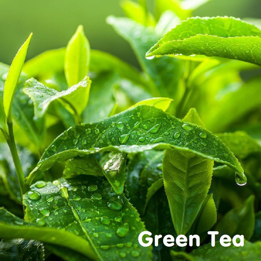 Tinh dầu Trà xanh tuyệt đối Green Tea Essential Oil