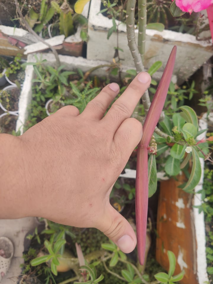 Hạt sứ lai 05 hạt/gói