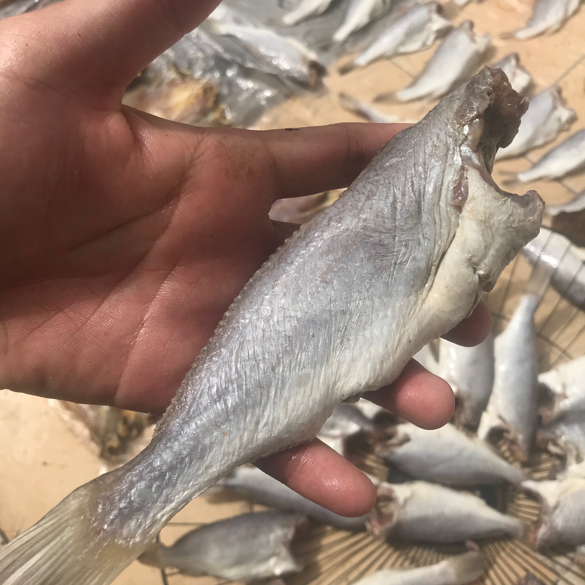Đù khô size lớn 3-4 ngón tay 5 con nữa ký bịch 500g