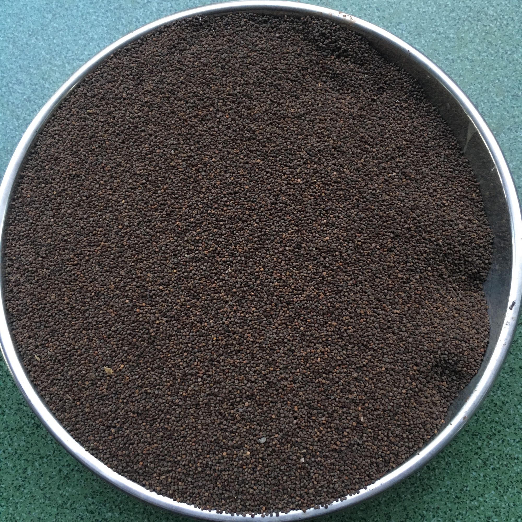 Hạt Mần Ri Cho Cu Gáy 2023