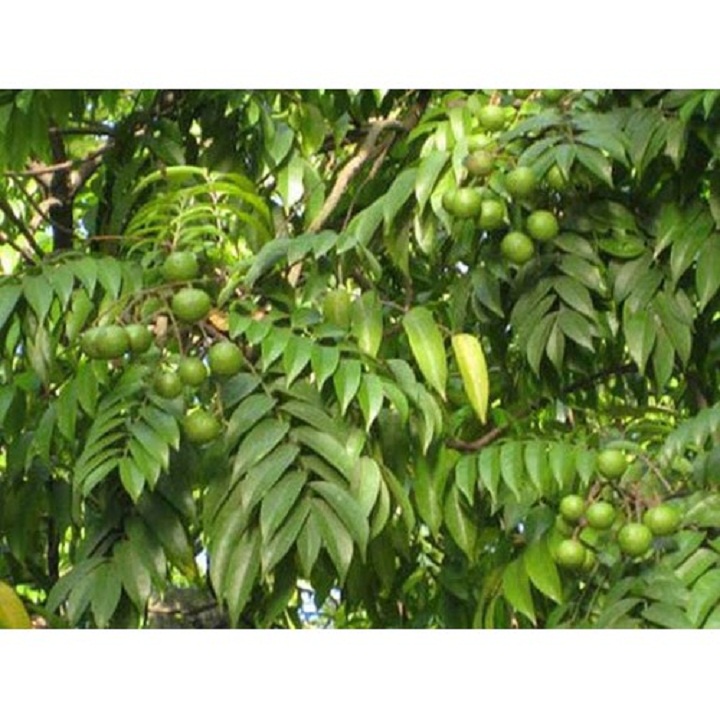 Cây giống sấu sai quả cho năng suất cao nhanh siêu quả chuẩn giống