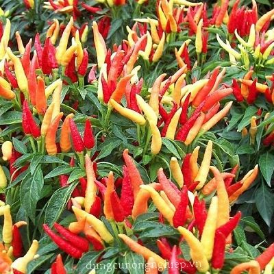 Hạt giống ớt chỉ thiên