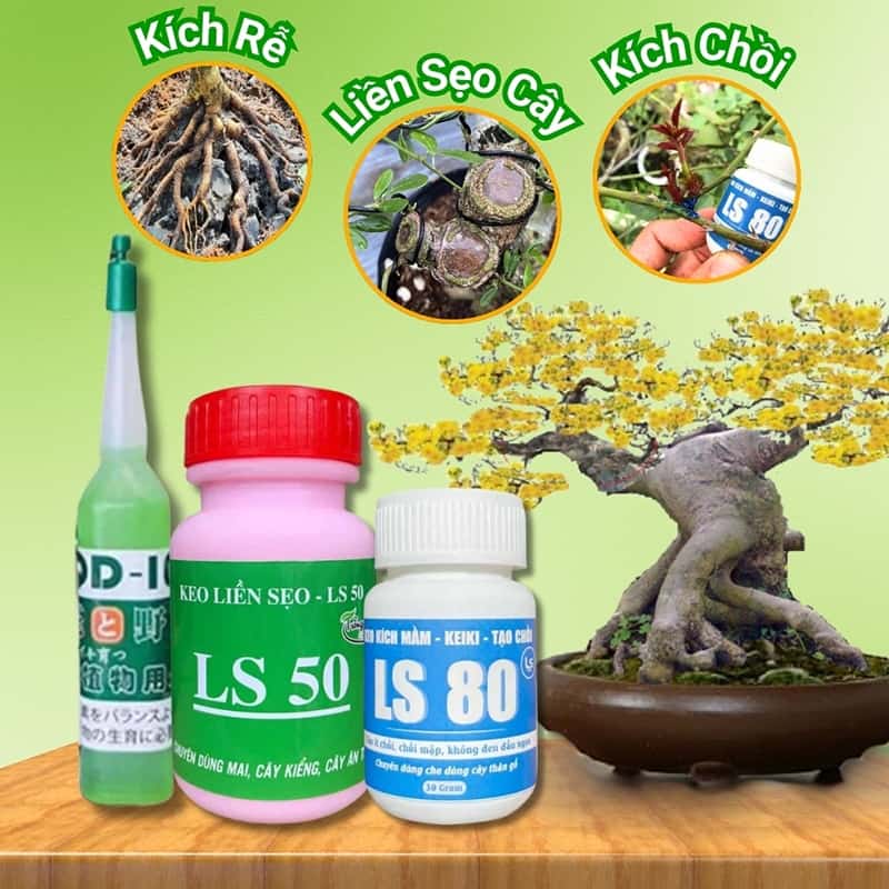 Combo siêu kích rễ - kích chồi - làm liền sẹo cho cây