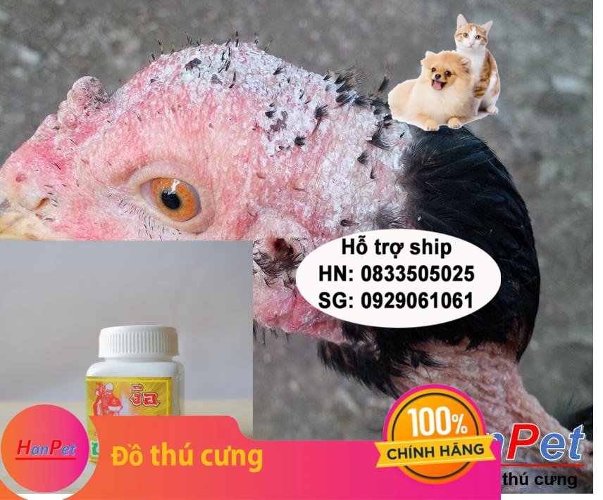Hanpet - (Thuốc GÀ CHỌI) Trị nấm gà, mốc gà chọi, thuốc lác gà đá, dạng uống lọ 10viên MADEIN THAILAND ( moc uong)- HP10441TC
