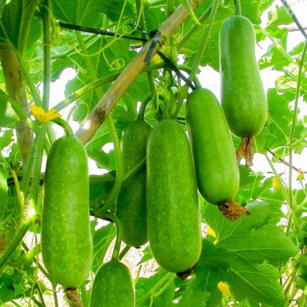 Hạt Giống Bí Đao Chanh