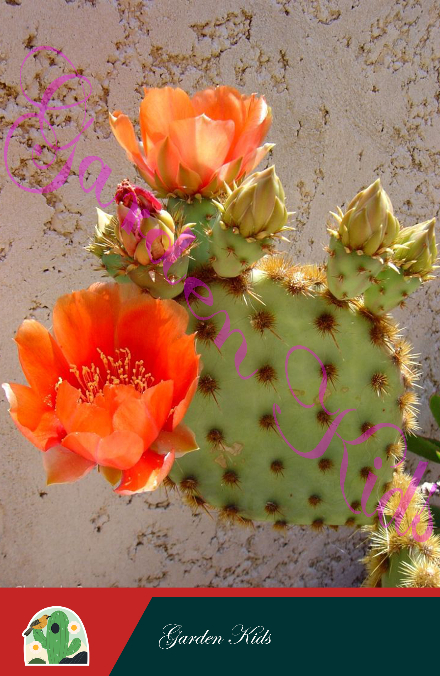 Xương rồng tai thỏ