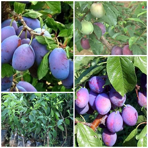 Cây giống mận Australia