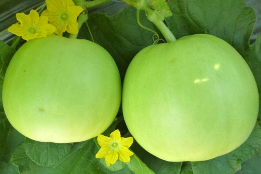 Hạt giống dưa lê siêu ngọt - 30 hạt