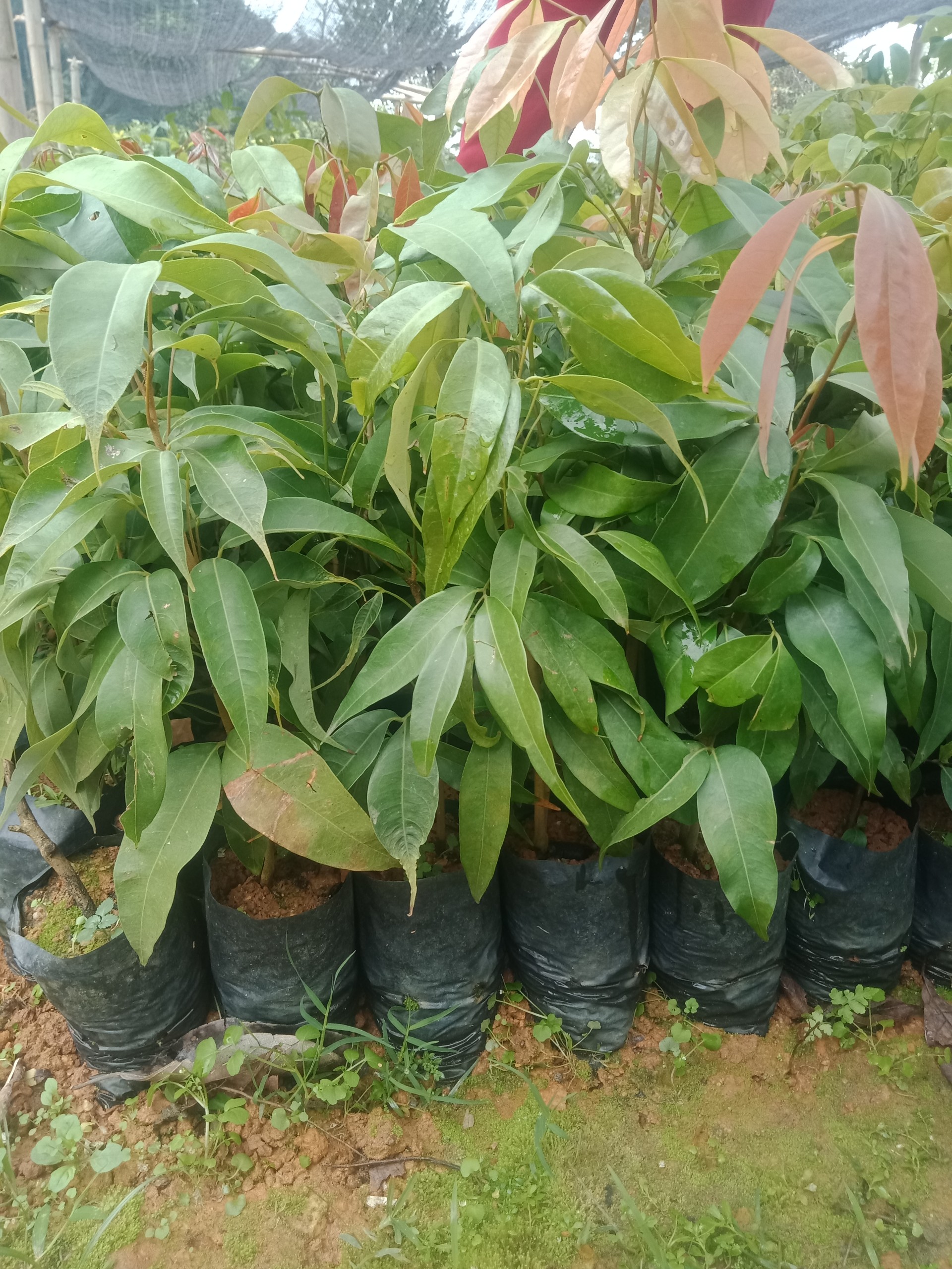 CÂY giống xoài úc
