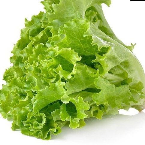 2g hạt giống xà lách xoăn xanh dễ trồng