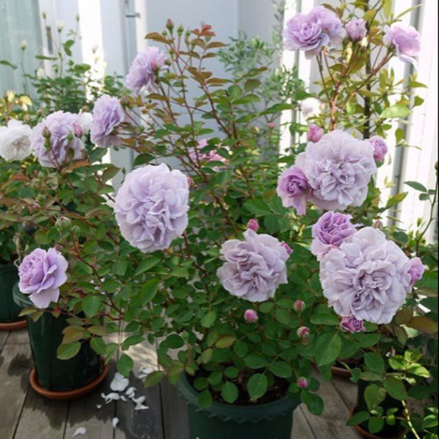 Cây hoa hồng ngoại Rainy Blue, mặt hàng đang được săn đón, chất lượng sản phẩm đảm bảo và cam kết hàng đúng mô tả