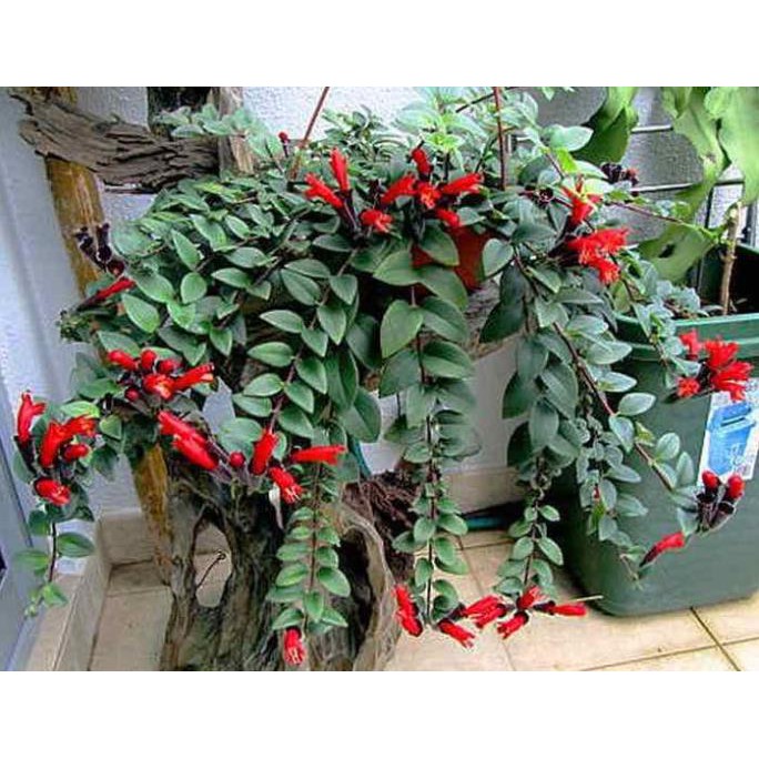 [FREESHIP - Xả Khô Máu] Cây lan son môi