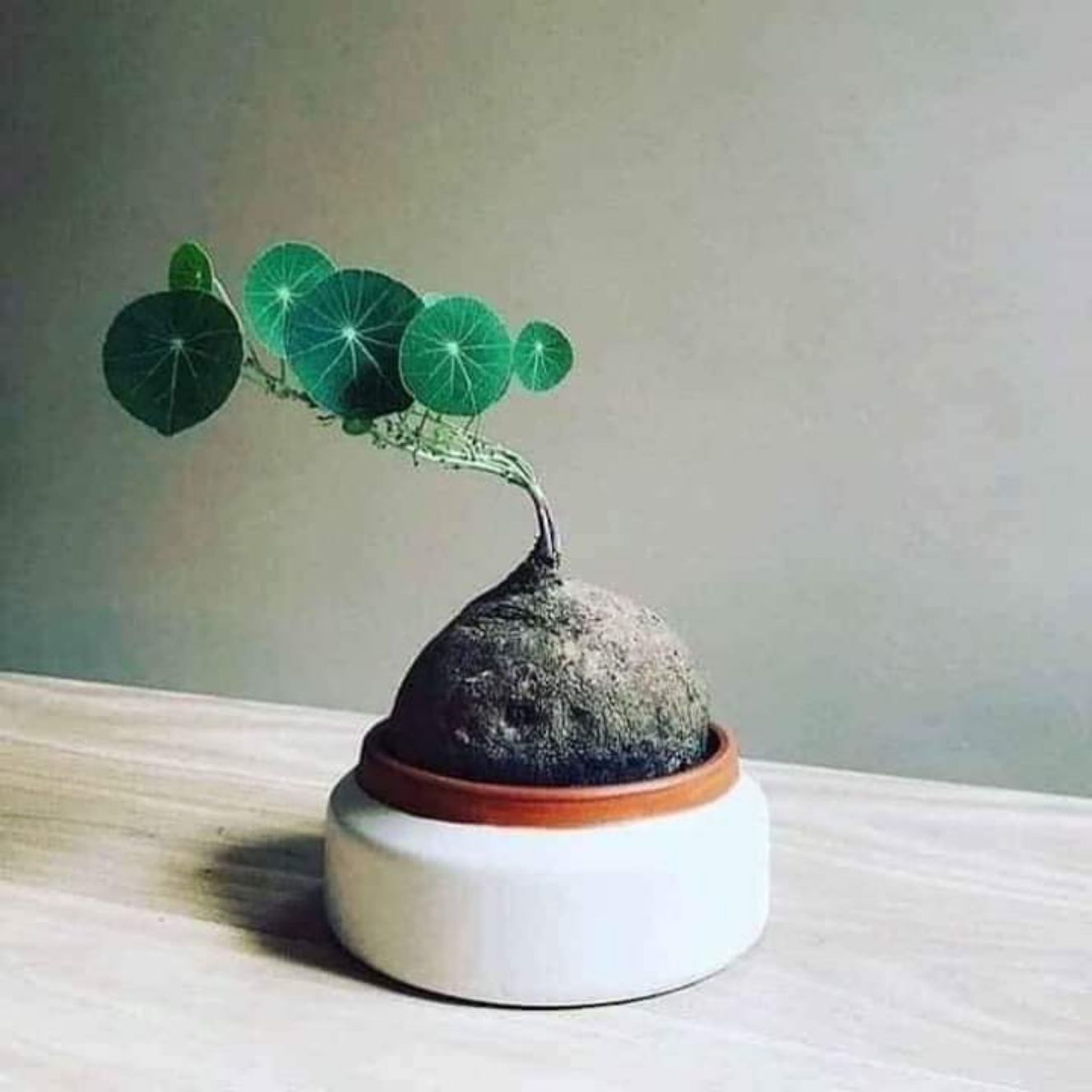 Củ bình vôi vừa đẹp lại giúp ngủ ngon