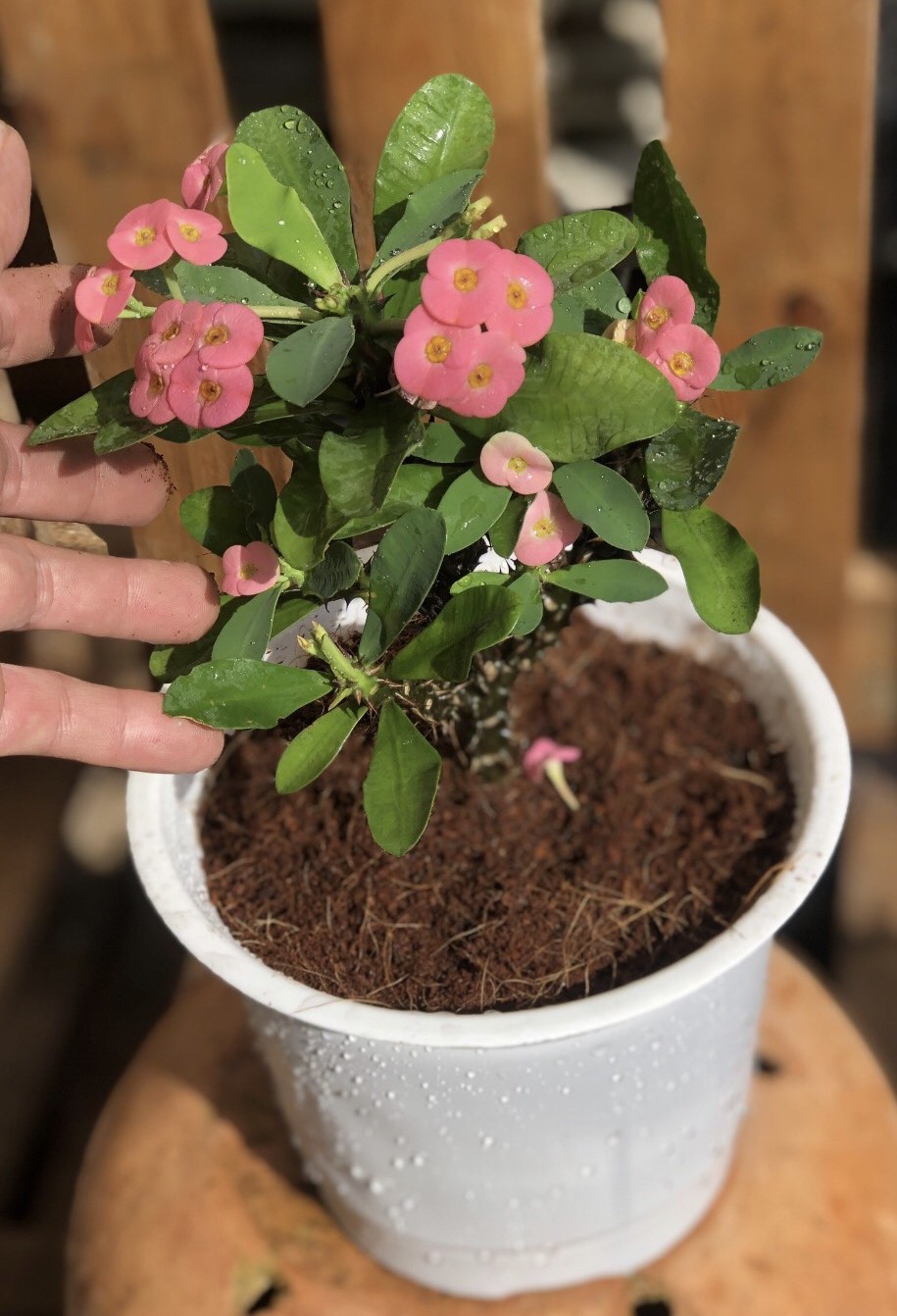 Chậu xương rồng Bát Tiên bông trung màu hồng