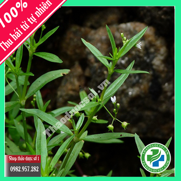 Cây bạch hoa xà thiệt thảo khô -1kg
