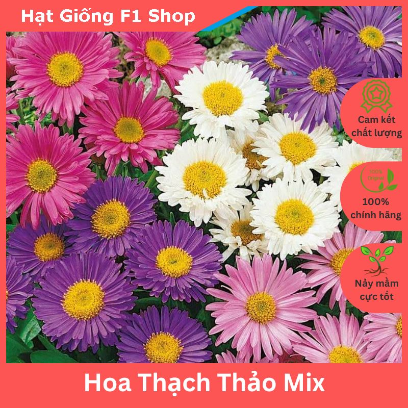 Hạt Giống Hoa Thạch Thảo Nhiều Màu Mix Trồng Chậu Cắt Cành