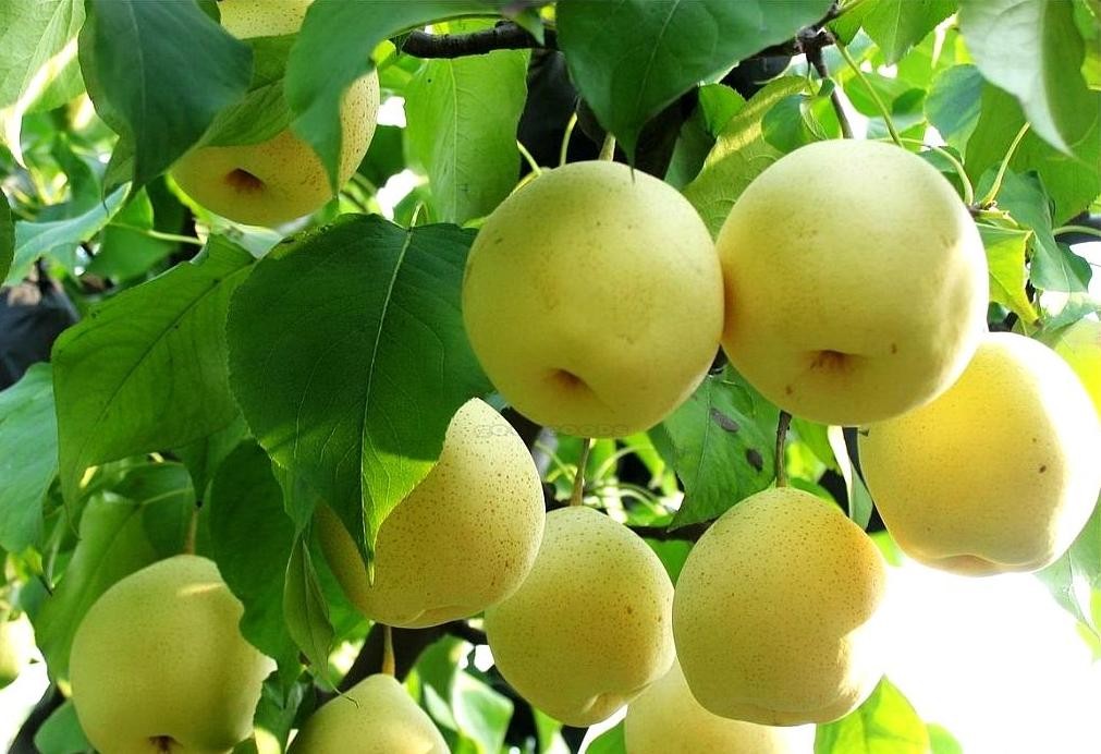 Cây giống lê vàng f1