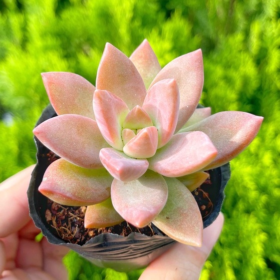 Sen đá đỏ lá dài 3-5cm