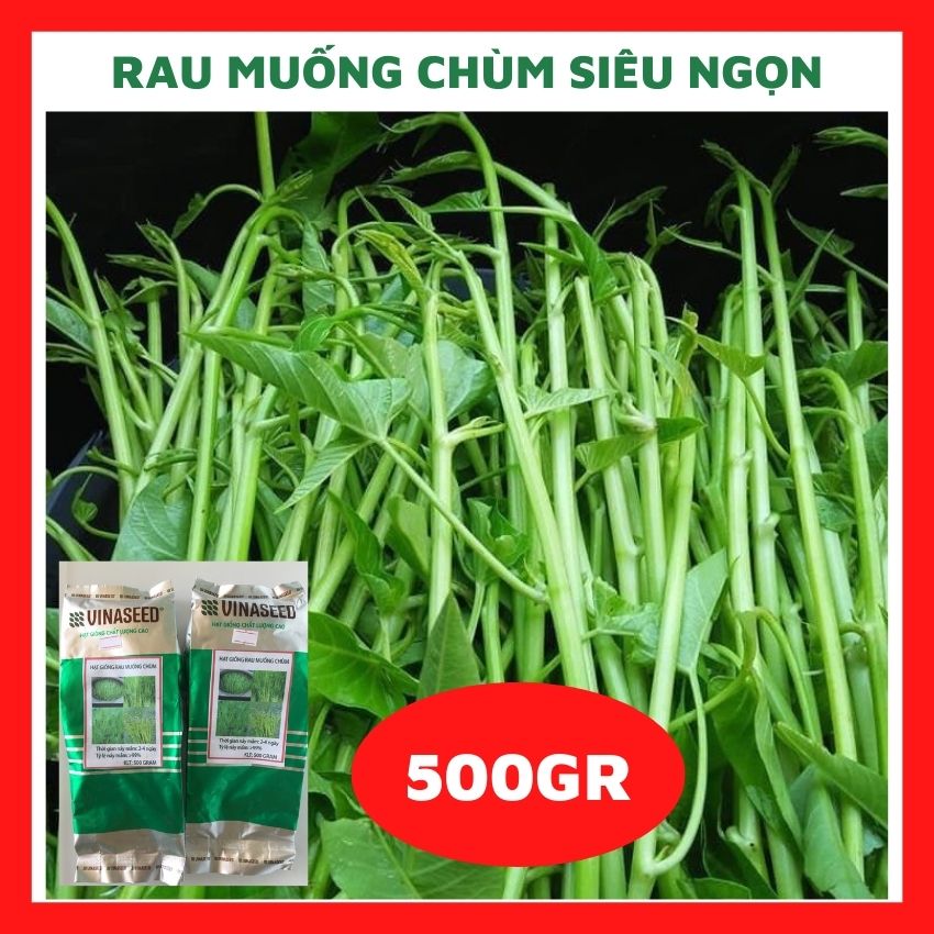 500gr Hạt giống rau muống siêu ngọn Thái Lan rau củ quả dễ trồng kháng bệnh tốt