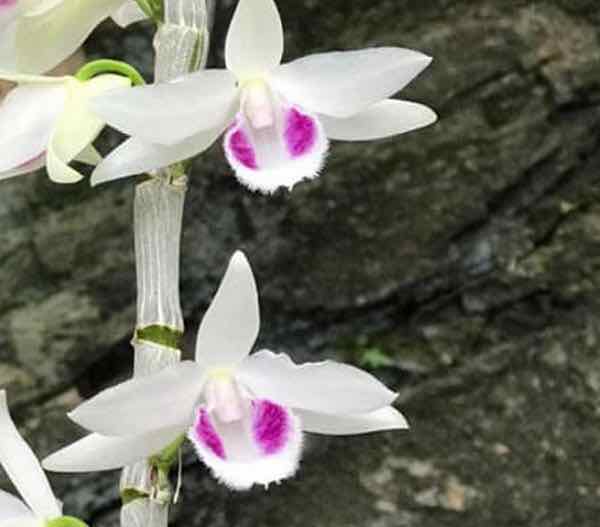 Lan phi điệp 5 ct phú thọ cây 7cm