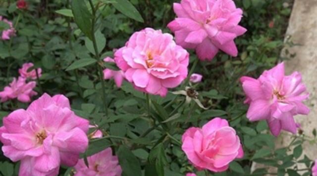 Cây hoa hồng quế kép hoa siêu xinh