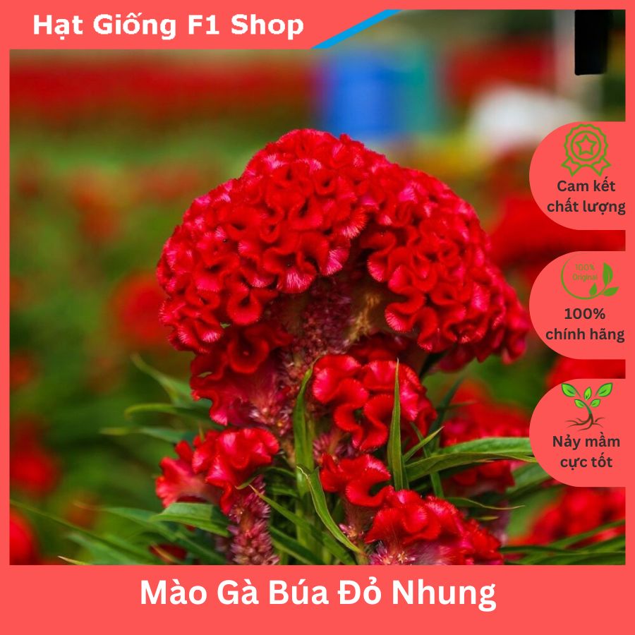 Hạt Giống Hoa Mào Gà Búa Đỏ Nhung Trồng Chậu (019.F1)