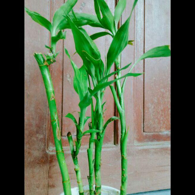 cây thần tài.2cây