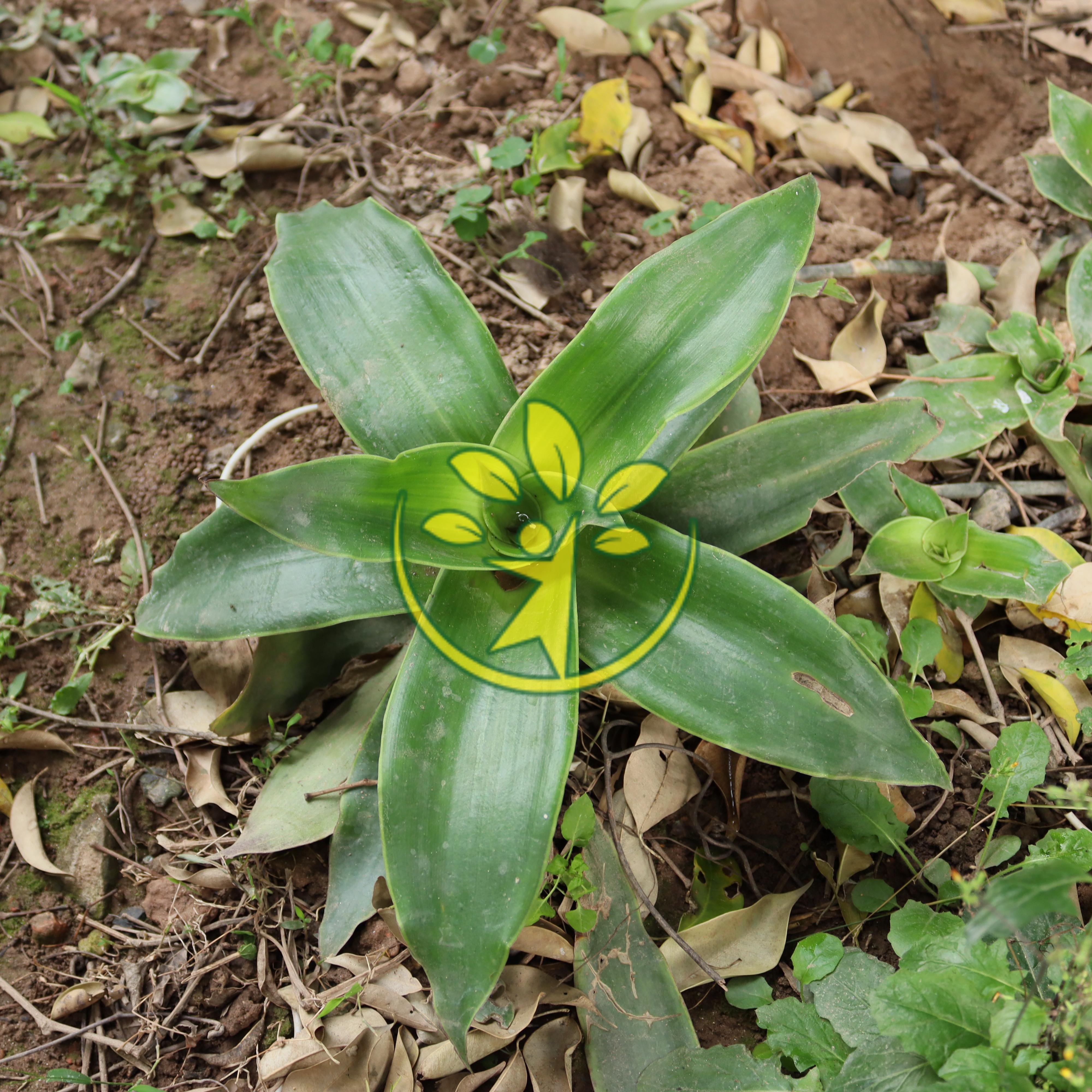 Bầu giống cây lược vàng có thân rễ đầy đủ - MUA 2 TẶNG 1 - Thanh toán trước tặng thêm 1 bầu