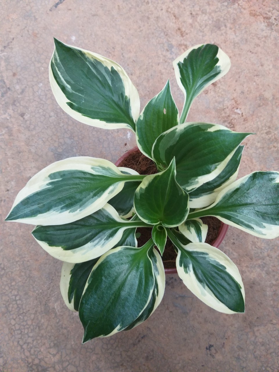 Cây thiên niên kiện đột biến/Hosta , lá đep, chậu to nhiều thân, lá sum xuê, rễ khoẻ