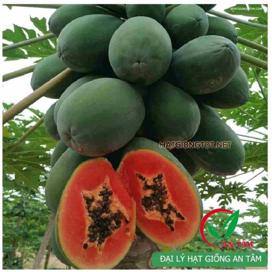 Hạt giống Đu Đủ Ngân Lượng F1