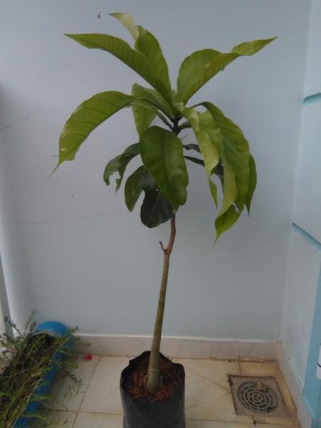 Cây giống Lộc vừng hoa to, cao khoảng 0.8m