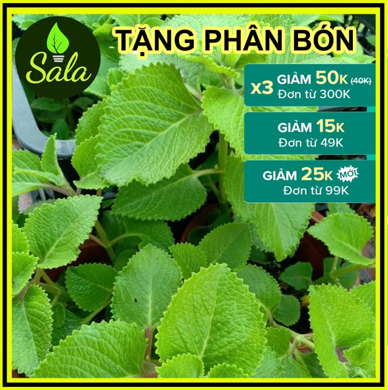 Cây húng chanh - cây rau tần dày lá