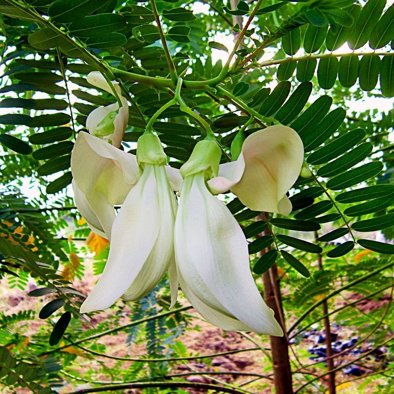Hạt giống so đũa, bông so đũa