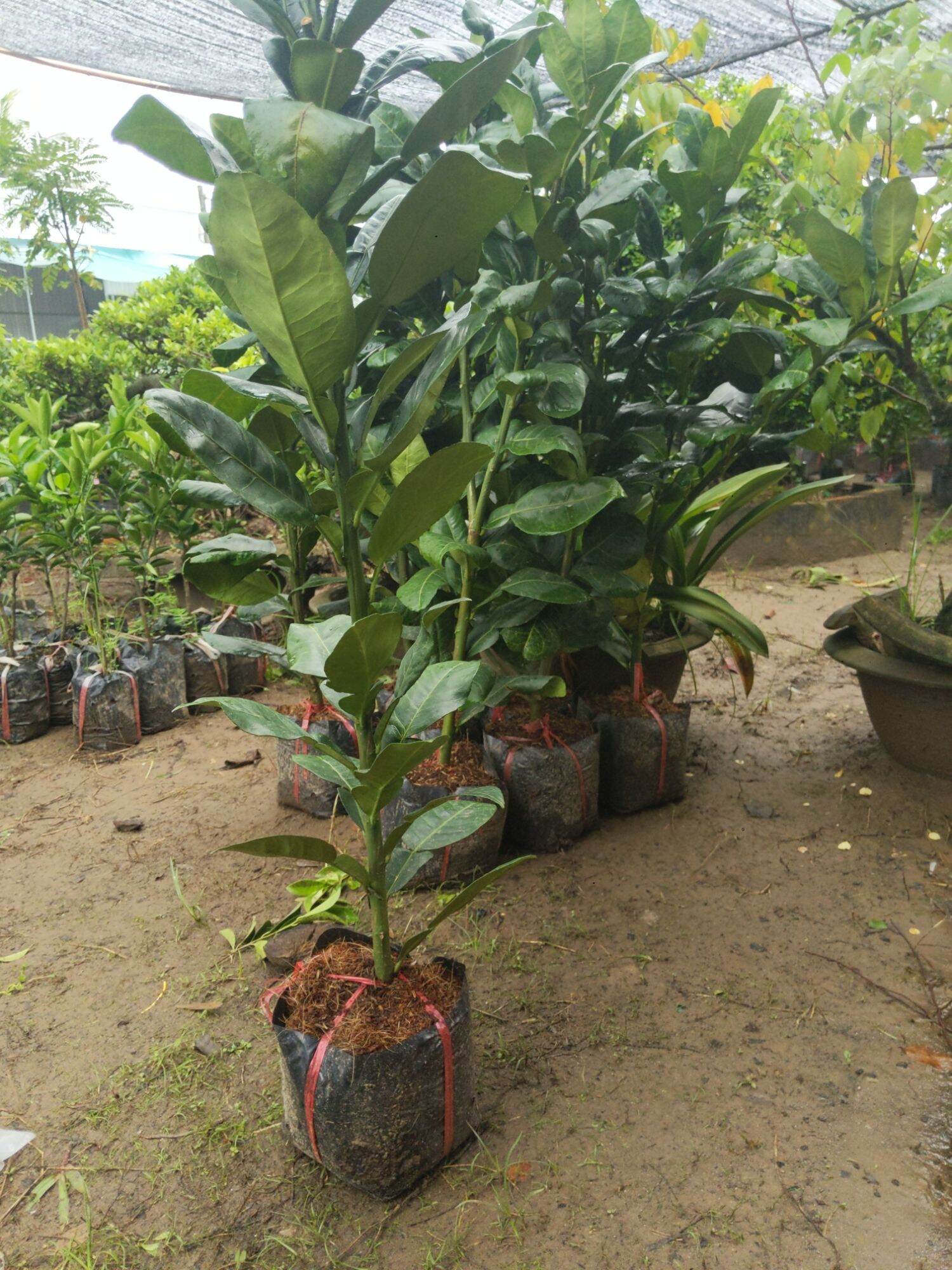 Bưởi da xanh gốc chiếc , chuẩn giống Bến Tre