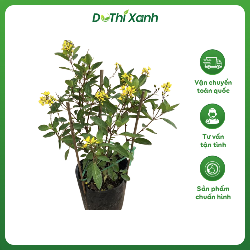 Cây Hoa Kim Đồng Vàng, Cao 20 - 25cm, Hoa Nở Rộ Sắc Vàng Rực Rỡ, Dễ Chăm Sóc, Thích Hợp Trang Trí Cảnh Quan