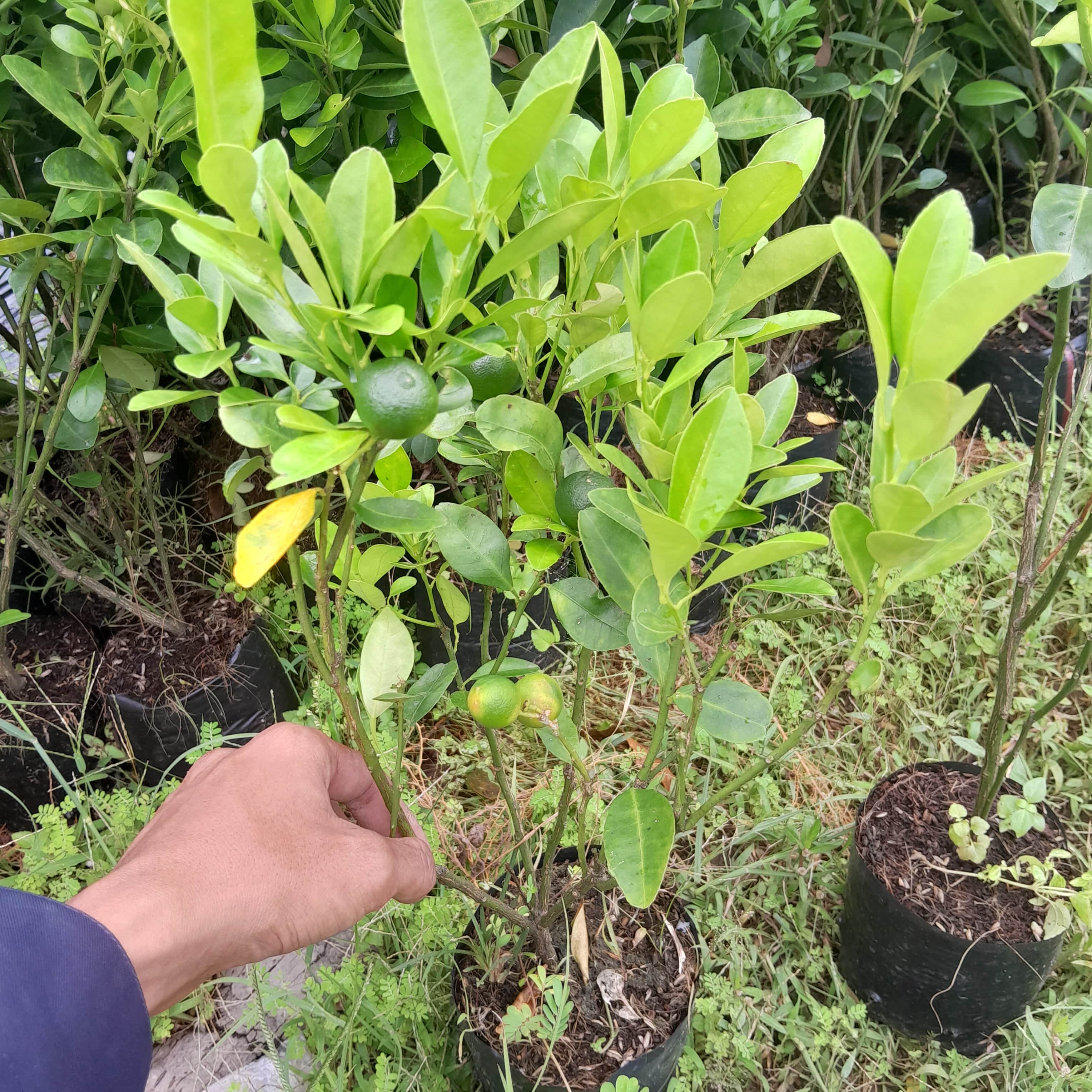 Cây giống Tắc Bánh Xe