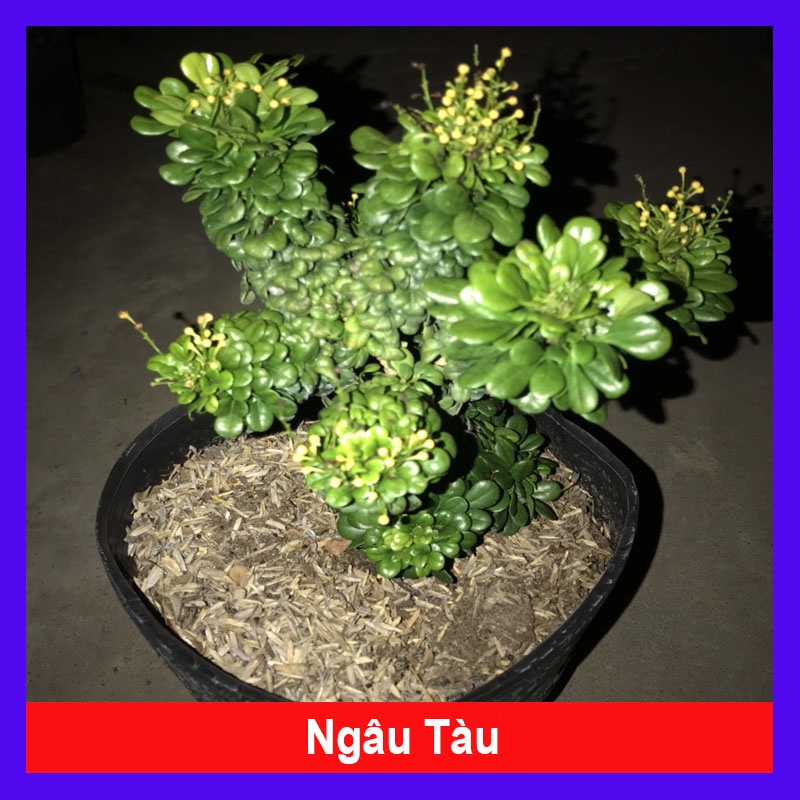Cây Ngâu Tàu bonsai - cây cảnh để bàn - cây cảnh mini - cây bonsai - caykiengsadec