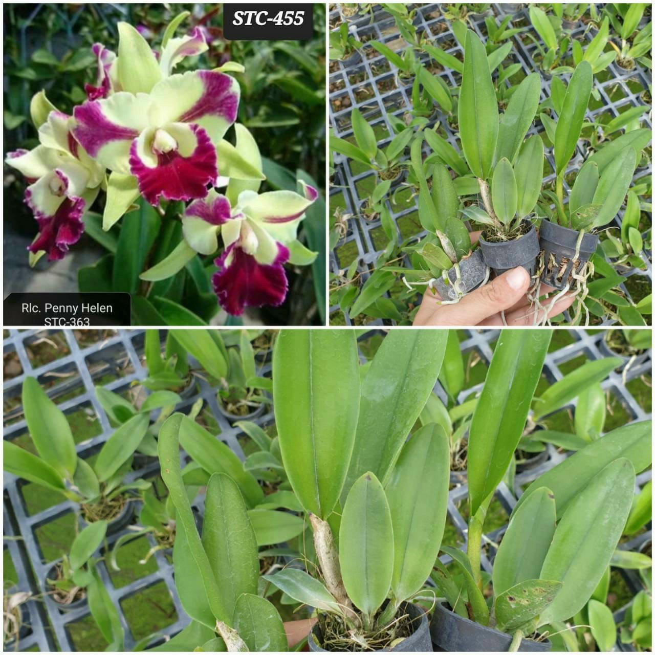 Hoa lan catt mã 455 cây giống