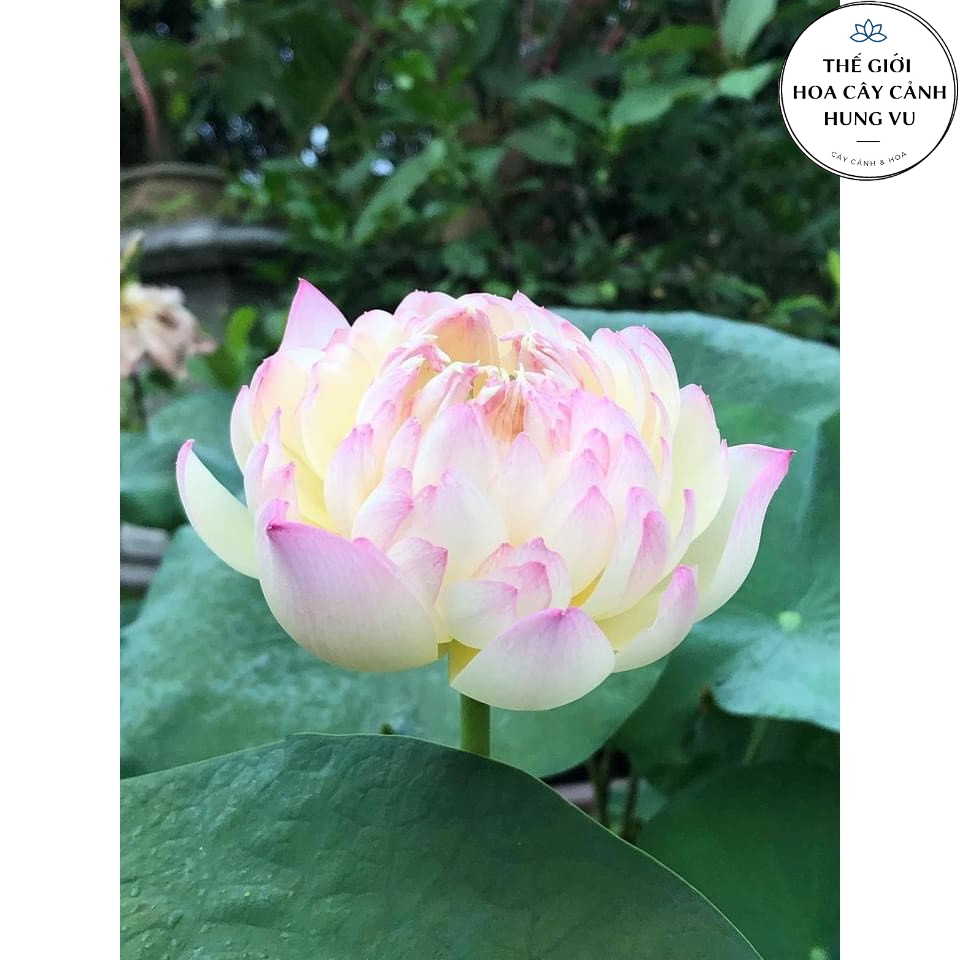 Củ sen chaming lip - thế giới hoa cây cảnh - ra hoa sau 2 tháng.