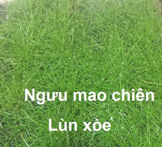 Ngưu Mao Chiên Lùn Xòe [Tấc 10cm x 10cm] Cỏ trãi nền bể thủy sinh