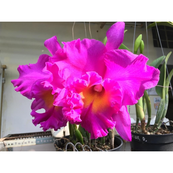 Hoa lan cattleya nhật thịnh - hoa to tròn - màu sắc bắt mắt - hoa thơm ngát - dễ chăm sóc - dễ hoa - mai huy - msp 0640